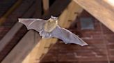 How to Get Rid of Bats—and Keep Them Away for Good