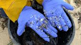 El vertido de pellets en Galicia: otra gota en un océano de plásticos