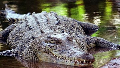 Australia: Urgent search for missing boy, 12, feared attacked by crocodile in Northern Territory