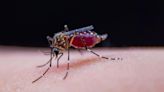 New vaccine could lead to ‘really serious’ attempt to eradicate malaria