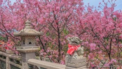 秒飛日本櫻花海寺廟美景！禪風石像大花景美拍角度交通資訊一次看