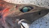 Rare deep-sea shark found in Australia branded ‘stuff of nightmares’