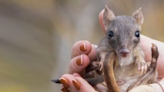 ‘Mini-kangaroos’ — who love peanut butter — thrive after reintroduction to Australia