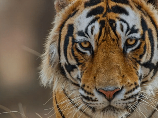 Tigres: así es el documental que presenta una mirada única al universo de estos imponentes felinos - Diario El Sureño