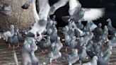 Gnadenhof statt Tötung für 200 Limburger Tauben