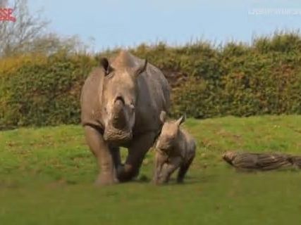 Un esemplare di rinoceronte bianco è nato allo zoo di Whipsnade: il video con i primi passi del cucciolo