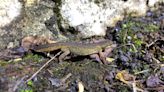 Best year for Bath-based toad patrol since 2010