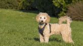 Poochon: Dog Breed Characteristics & Care