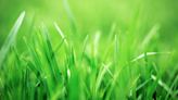The Best Time to Plant Grass Seed for a Greener Lawn