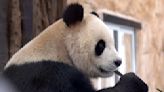 Atlanta is the only place in US to see pandas for now. But dozens of spots abroad have them