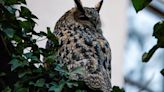 Flaco the Owl’s Wings to Be Kept at a Museum in His Neighborhood