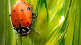 Master Gardener: Birds, helpful bugs can help rid your garden of pests