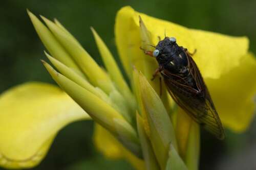 Rare blue-eyed cicada spotted at Morton Arboretum
