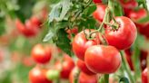 Cherry tomatoes will 'grow big and juicy' if they are given this one thing