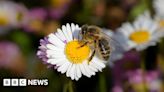 Cannock Chase Council makes bee-friendly pledge to pollinators