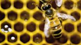 Vermont governor vetoes bill to restrict pesticide that is toxic to bees, saying it’s anti-farmer