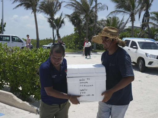 Mexico evacuates even sea turtle eggs from beaches as Hurricane Beryl approaches - Times of India