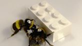 Scientists Taught Bees To Play With Legos, Then Marveled At What Happened