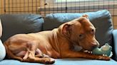 Pregnant dog rescued from N.J. dogfighting ring gave birth, now recovering with her pups