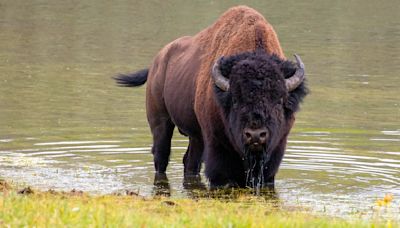 Yellowstone tourist caught trying to pet bison after posing with it for vacation photos