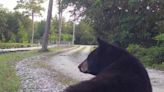 Florida sheriff asks for officials' help with bears: 'Get to work and get us a solution'