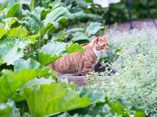 How to Keep Cats Out of Your Yard: 7 Simple Solutions