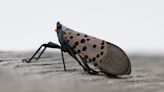 Invasive insect eggs new to California pose "serious threat"