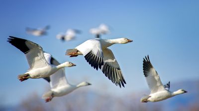 Why do birds migrate? Scientists have a few major theories.