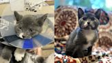 Kittens burned in Vancouver Island wildfire on the road to recovery