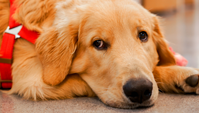 Golden Retriever's Sad Face After 'All His Friends Left' Is Downright Pitiful