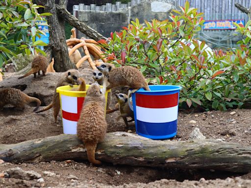 'Mystic meerkats' predict England victory against Netherlands in Euros | ITV News