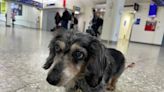 Oakland airport copycats SFO yet again with new animal program