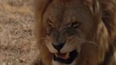 Inside Irish team's day off in South Africa as POM has LION staredown on safari