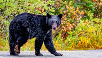 Dead black bear found in Arlington, Virginia was struck by car, illegally dumped, AWLA says