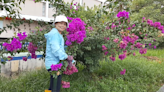 Bougainvillea walkway at foothill of century-old cemetery - News