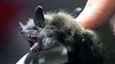 Bat Week: Where to find bats in Delaware, and how to help them