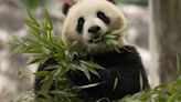 Giant pandas to return to Smithsonian's National Zoo in DC