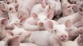 DA to roll out African swine fever vaccines by September