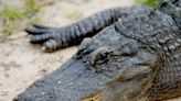 Alligator sighting temporarily closes Bossier City park