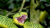 Venomous Snakes May Spread into Vulnerable Communities because of Climate Change