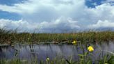 Marshall Field: America's wetlands under threat; Protect Florida's Everglades | Opinion