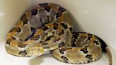 Does SC or AZ have more venomous snakes and which ones are worse? Take a look
