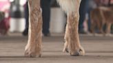 Animal Humane Society's Walk for Animals raises more than half a million dollars