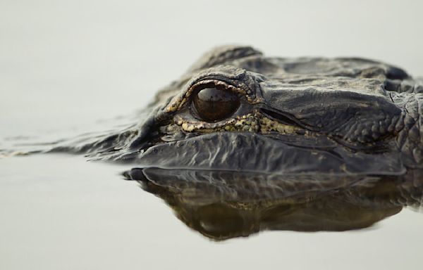 ‘Exercise caution:’ Alligator reportedly spotted at Beavercreek park