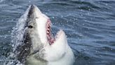 What are the chances of a shark attack on the Oregon Coast?