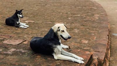 IIT Student Travelled From Chennai To Kolkata To Avenge Stray Dog's Killing