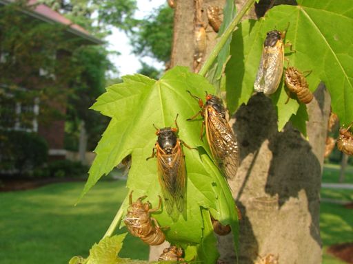 What do cicadas sound like? These noisy insects might be in your state this year