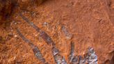 Australian scientists discover rare spider fossil that could be up to 16 million years old