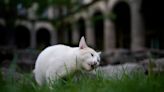 A new declaration in Mexico gives 19 cats roaming the presidential palace food and care fur-ever