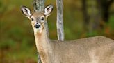 Chronic wasting disease feared as potential link to death of two hunters after eating deer meat